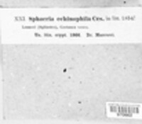 Guignardia echinophila image